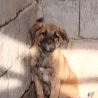 توله پژدر سالم معاوضه دارم با پاکوتاه