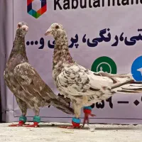 کفتر سار شکلاتی طلایی و یهودی سرخ عطیقه
