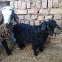 بزغاله نر|حیوانات مزرعه|اسفرورین, |دیوار