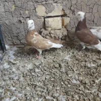 کجکله|پرنده|نیشابور, باغ نو|دیوار