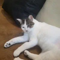 واگذاری گربه عقیم شده ورایگان|گربه|شیراز, ارم|دیوار