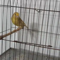 قناری فائو|پرنده|بجنورد, |دیوار