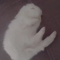 خرگوش بانمک|موش و خرگوش|مشهد, مصطفی خمینی|دیوار