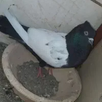 سینه ای