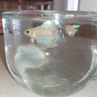 ماهی فایتر سفید و سبز/ آکواریوم