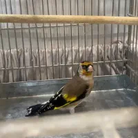 جوجه سهره چهارگل نر