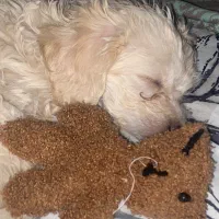 توله پودل دو ماهه