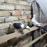 گرفتنی تهرانی . معاوضه|پرنده|بومهن, |دیوار