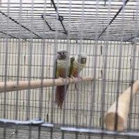 دو جفت طوطی گیرینچیک|پرنده|شاهین‌شهر, فدک|دیوار