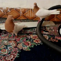 کله زرد نر و ماده|پرنده|سوسنگرد, |دیوار