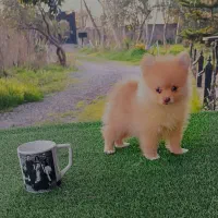 توله سگ پامر خرسی