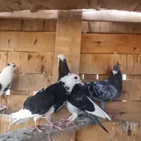 کفتر گم شده