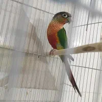 جفت گرینچیک اکستریم رد پیش مولد
