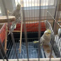 جوجه عروس هلندی