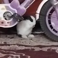 خرگوش خانگی ۴ ماهه|موش و خرگوش|زاهدان, |دیوار