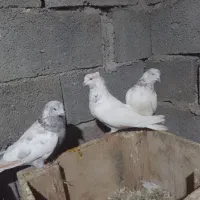 کبوترمیلاقی