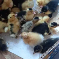 فروش جوجه اردک پکنی