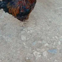 خروس محلی جوان وبزرگ
