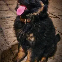 ژرمن شولاین واگزاری