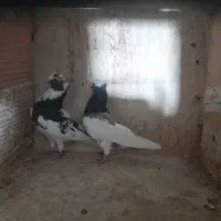 کبوتر|پرنده|ورامین, خیر آباد|دیوار