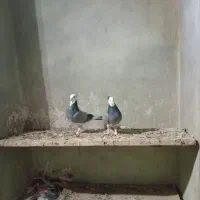 کفتر شازده سبز