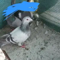کبوتر