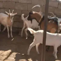 بز سانن وآلپاین