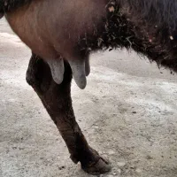 فروش گاووگوساله