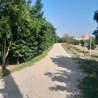 باغ پرتقال|فروش دفتر صنعتی، کشاورزی، تجاری|کیاکلا, |دیوار