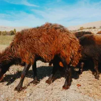 شیشک قوچ همو افشاری اصیل آماده واگذاری|حیوانات مزرعه|شادیان, |دیوار