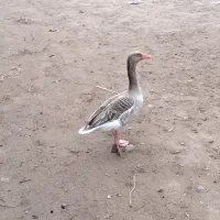 اردک زینتی و غاز نر