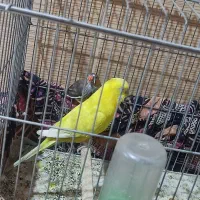 مرغ عشق