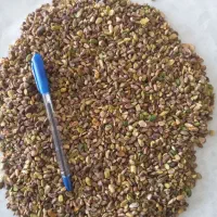 فروش مغز پسته تناژ و جزئی