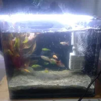 آکواریوم حراج