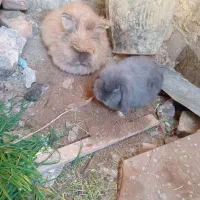 خرگوش لوپ اصیل|موش و خرگوش|گنبد کاووس, |دیوار