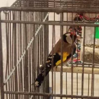 2عدد‌سهره‌نرقلمی‌و‌گل‌بلند