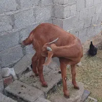 تعدادی گوسفند چاق چاق|حیوانات مزرعه|جیرفت, |دیوار