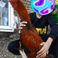 خروس لاری زیر سال برکت میشه معاوضه دارم با پرنده