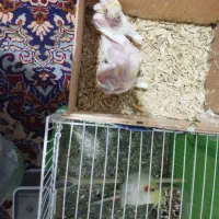 یک جفت عروس هلندی با جوجه لتینو|پرنده|مشهد, کوی المهدی|دیوار