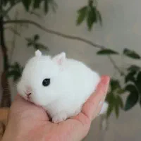 خرگوش مینیاتوری یکماهه