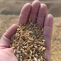 شلتوک کامفیروز|خوردنی و آشامیدنی|مرودشت, ابوذر جنوبی|دیوار