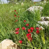 کارگر کشاورزی نیاز دارم