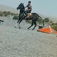 اسب اصیل ترکمن