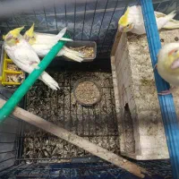 عروس|پرنده|قم, قلعه کامکار|دیوار