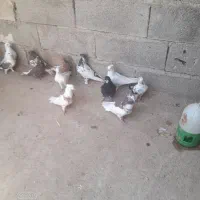 کبوتر پرشی|پرنده|مسجد سلیمان, |دیوار