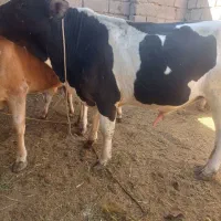 فروش انواع گوساله نر