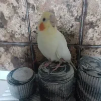جوجه عروس هلندی