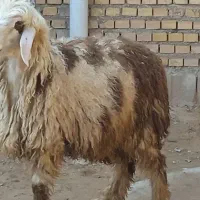 پنج راس بیگ پرواری ویک راس کوهه به فروش می رسد|حیوانات مزرعه|شوشتر, |دیوار