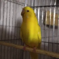 مرغ عشق زرد هلندی چشم قرمز  با جوجه