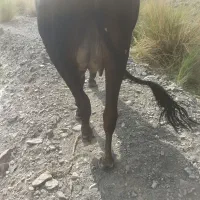 گاو و گوساله نر|حیوانات مزرعه|سراوان, |دیوار